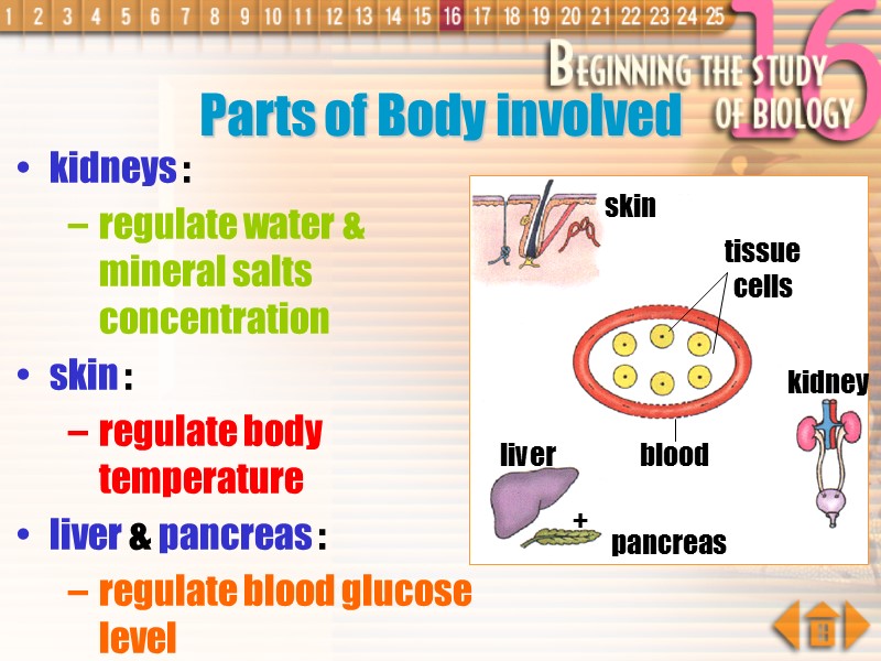 kidneys :  regulate water &   mineral salts concentration skin : 